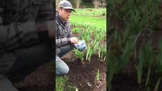 How to Fertilize Your Iris with LowNitrogen Fertilizer in the Spring [upl. by Cattima]