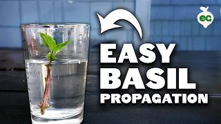 Propagating Basil Grow an INFINITE Supply Forever [upl. by Carce]