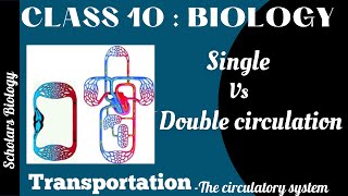 Class 10 Biology TransportationSingle versus Double circulation [upl. by Divad]