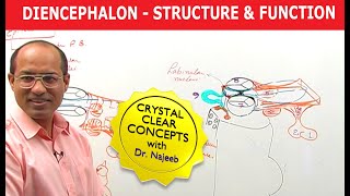 Diencephalon  Structure amp Function  Neuroanatomy [upl. by Clotilde871]