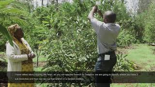 Inside Kakuzi How To Prune A Young Avocado Tree [upl. by Georgie504]