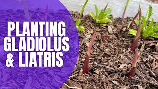 🌸 Planting Gladiolus amp Liatris Bulbs  How To Plant Bulbs  Planting Spring Bulbs [upl. by Irtimd]