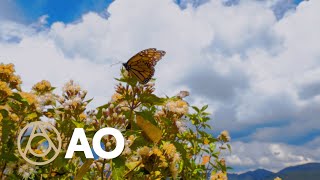 Discover the Story Behind Mexicos Monarch Butterfly Migration  Atlas Obscura [upl. by Orren125]