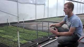 Timed Misting System at Johnsons Backyard Garden Austin TX [upl. by Naillimixam]