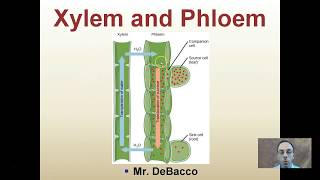 Xylem and Phloem [upl. by Yddub]