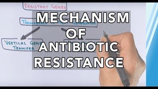 Mechanism of Antibiotic Resistance [upl. by Eliott977]