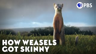 How Weasels Got Skinny [upl. by Barnett]