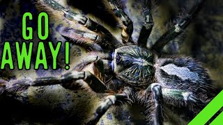 Fringed Ornamental Tarantula Poecilotheria ornata Care [upl. by Zevahc]