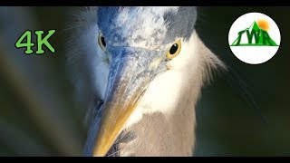 The Great Blue Heron Everything You Need To Know [upl. by Annis]