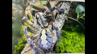 Poecilotheria ornata Friged Ornamental rehouse and care [upl. by Anadroj]