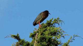 Green Heron quotsingingquot [upl. by Amrac]