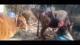 morning buffalo 🐃 milking by hand [upl. by Marlena]