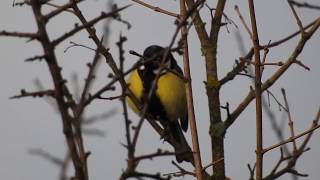 Chant de la mésange charbonnière [upl. by Amitarp]