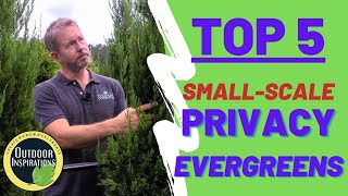 TOP 5  SmallScale Privacy Evergreens  🌲 [upl. by Neladgam]