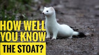 Stoat  Description Characteristics and Facts [upl. by Emmons780]