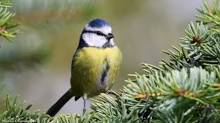 chants cris de la mésange bleue HD songs  calls eurasian blue tit [upl. by Croft]