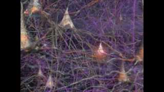 Neurons How they work in the Human Brain [upl. by Laurice]