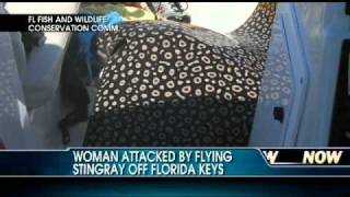 Giant Stingray Attacks Woman Off Florida Keys [upl. by Ecnerolf625]