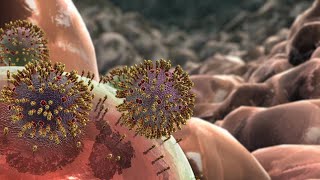 Influenza Animation [upl. by Elicul]