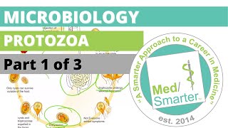 Protozoa  Microbiology  USMLE STEP 1  Part 1 of 3 [upl. by Dawna620]