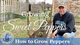 How To Grow Peppers ADVANCED Complete Growing Guide [upl. by Ecienal734]