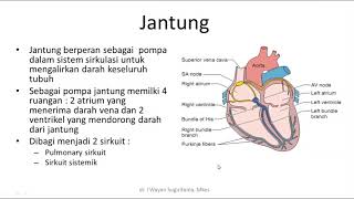 Struktur HIstologi Sistem Kardiovaskuler [upl. by Semaj]