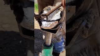 Start to finishShoeing a horse [upl. by Brion]