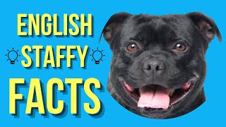 Staffordshire Bull Terrier Top 10 Facts English Staffy [upl. by Anikehs]