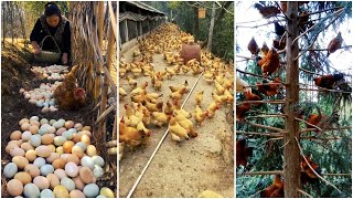 Collecting Chicken Eggs  Freerange Chicken Farming  Harvesting Chicken eggs [upl. by Hamaso]