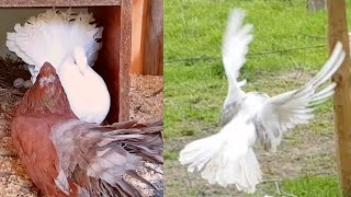 Indian Fantail Pigeons Flying Around the Aviary and Feeding Chicks [upl. by Madai]