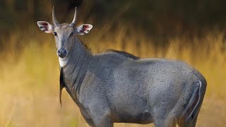 The most UNUSUAL Big Game in TEXAS NILGAI Catch amp Cook [upl. by Leonerd820]