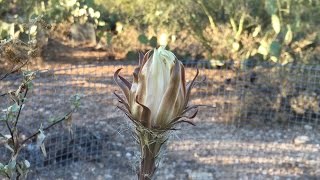 Time lapse Queen of the Night blooms [upl. by Rebmit]