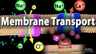 Membrane Transport Animation [upl. by Gnidleif832]