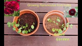 Growing Ranunculus from bulb [upl. by Fogel]