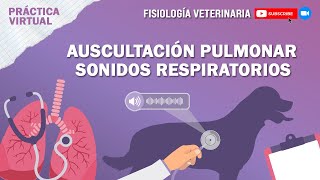 FISIO1AUSCULTACIÓN PULMONARSONIDOS RESPIRATORIOS [upl. by Fara]