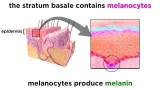 The Integumentary System [upl. by Fineman646]