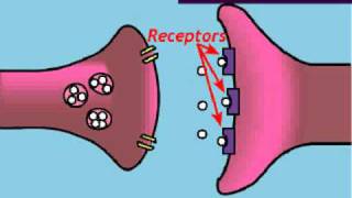 Neurons and how they work [upl. by Mashe]