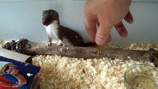 Ozzy the Baby Weasel [upl. by Iruy]