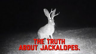 Are Jackalopes Real  The Truth About Jackalopes [upl. by Aihsenod]