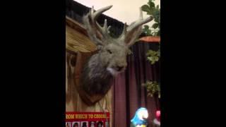 Talking Jackalope Head Mount Made by Characters Unlimited Inc [upl. by Naerad]