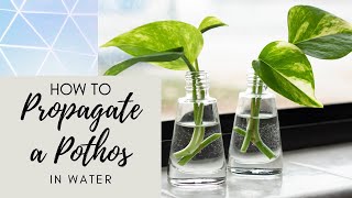 How to Propagate Pothos in Water [upl. by Bryon]