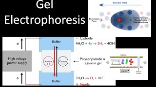 Electrophoresis [upl. by Ditzel]