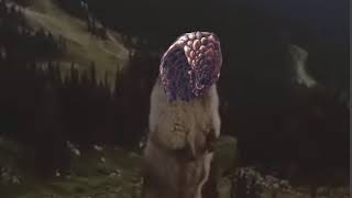 Bazelgeuse Meme [upl. by Keenan]