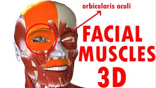 Muscles Of Facial Expression  Face Anatomy part 1 [upl. by Meek]