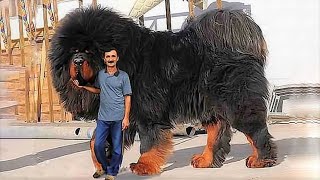 15 Most Expensive Dogs in the World [upl. by Zoilla]