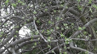 Pruning A Mighty Ugly Apple Tree [upl. by Eisus524]