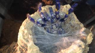 Gooty Sapphire Ornamental Poecilotheria Metallica feeding [upl. by Huebner337]