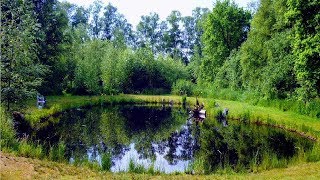 CÓMO CONSTRUIR ESTANQUE NATURAL SIN REVESTIMIENTO DE ESTANQUE BAJO COSTO BAJO MANTENIMIENTO [upl. by Mlehliw]