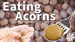 Eating ACORNS 🌰 How to Forage Store amp Cook Acorns [upl. by Iaoh]