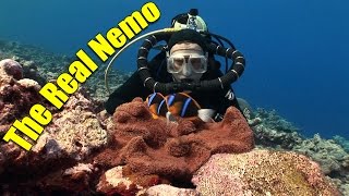 Anemonefish and Clownfish The Real Nemo HD  JONATHAN BIRDS BLUE WORLD [upl. by Malinowski]